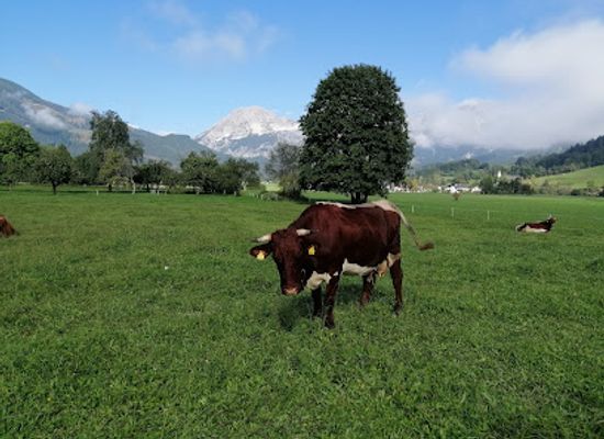 austria/kalkalpen-national-park/bar/stress-alm