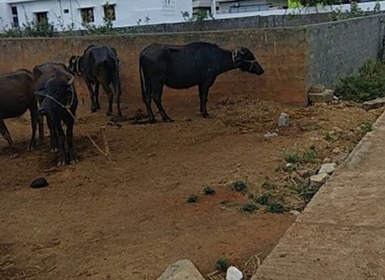 india/eastern-ghats/bar/naidu-wines