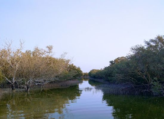 qatar/al-thakira-mangroves/bar/al-dhakira-mangroves