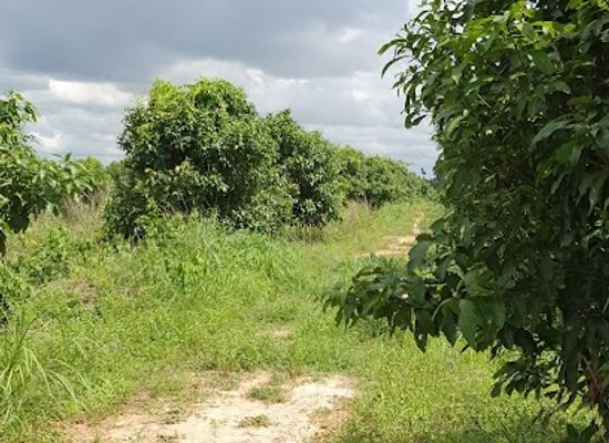 cambodia/oddar-meanchey/bar/