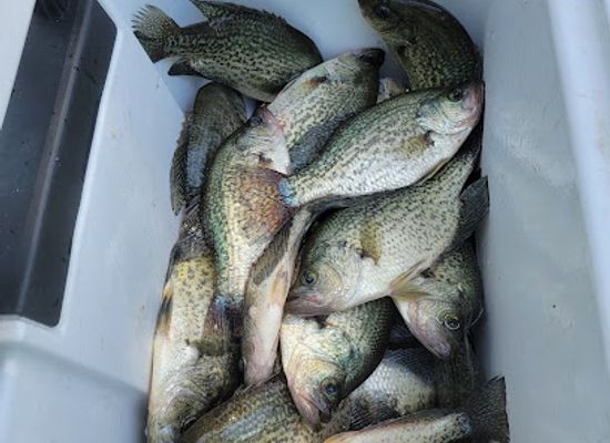 louisiana/toledo-bend-reservoir/bar/toledo-bend-resort