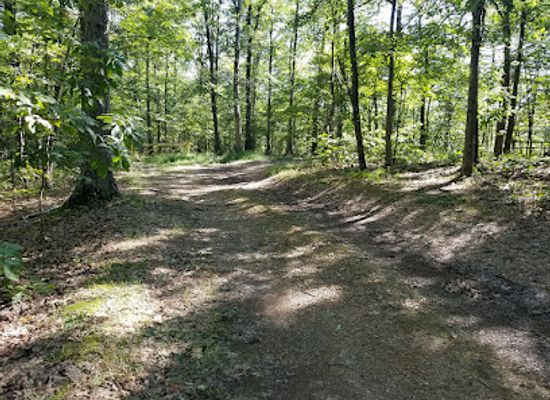 maryland/green-ridge-state-forest/bar/green-ridge-state-forest-campsite-8