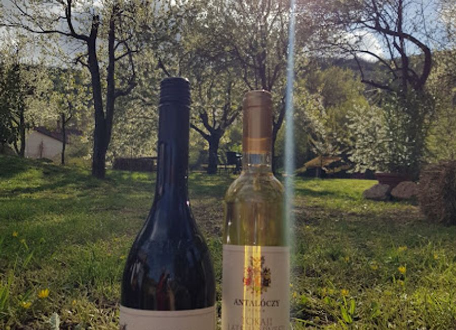 Explore Antalóczy Borterasz in Tokaj for an authentic wine tasting experience offering exquisite local Furmint and a cozy atmosphere.