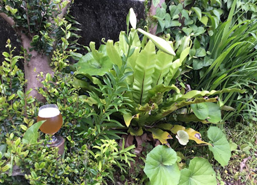 Explore Catch the Beer in Yakushima for an authentic taste of Japan's craft brewery culture amidst stunning landscapes.