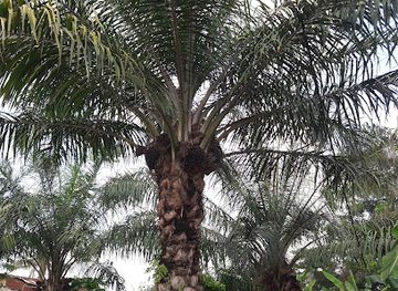 cameroon/bafia