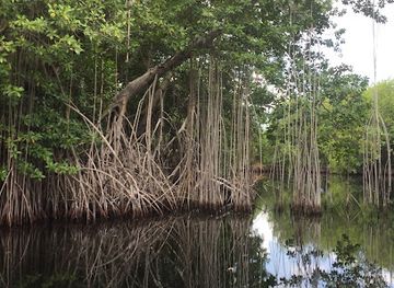 mauritius/black-river