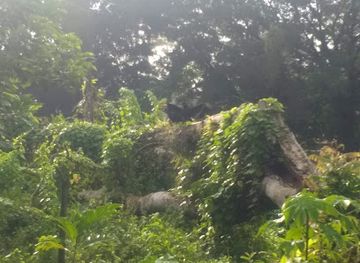 costa-rica/san-carlos
