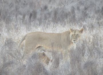 kenya/taita-hills