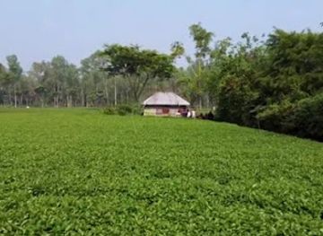 bangladesh/rangpur-division