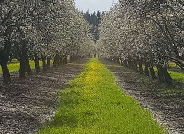 israel/jezreel-valley