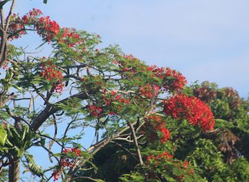 vanuatu/ambrym