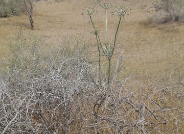 turkmenistan/repetek-nature-reserve