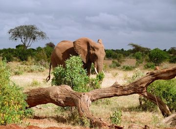 kenya/tsavo-region