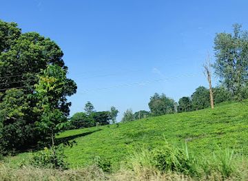 malawi/thyolo-highlands