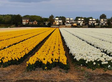 netherlands/bollenstreek