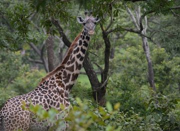 mozambique/lake-niassa-region