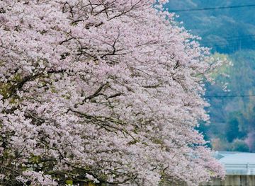 japan/tosa