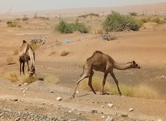 oman/ash-sharqiyah-north-governorate