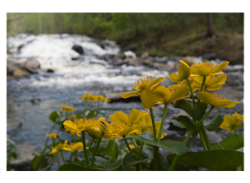 finland/lemmenjoki-national-park