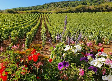 france/burgundy-vineyards