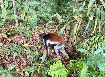 tanzania/zanzibar-island
