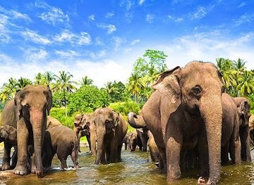 sri-lanka/pinnawala-elephant-orphanage