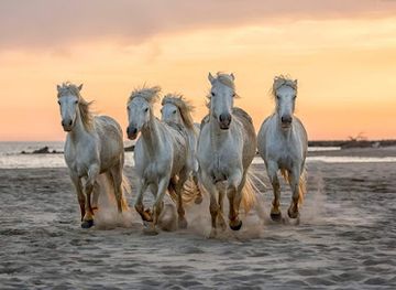 france/camargue