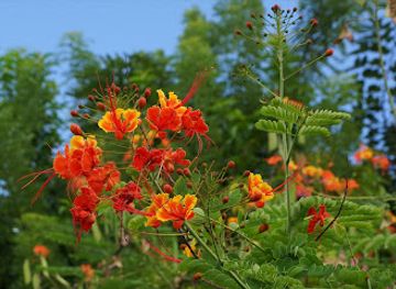 dominica/dominica-botanic-gardens