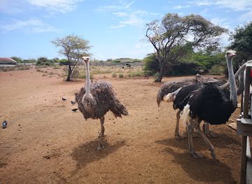 curacao/curacao-ostrich-farm