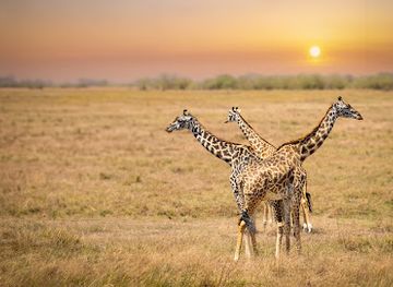 kenya/maasai-mara-national-reserve