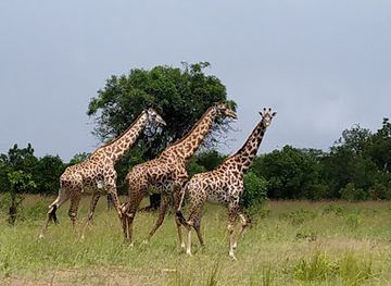tanzania/mikumi-national-park