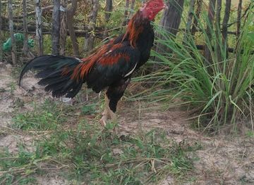 laos/savannakhet-province