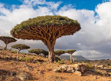 yemen/socotra-island