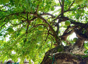 sierra-leone/turtle-islands