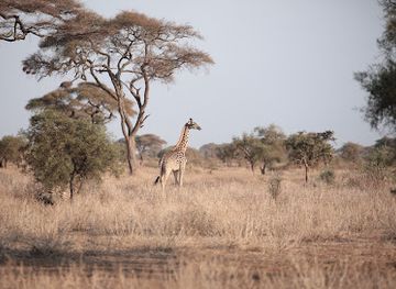 kenya/shaba-national-reserve