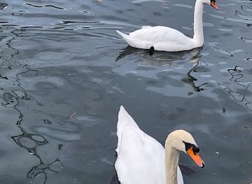 switzerland/zurich-lake