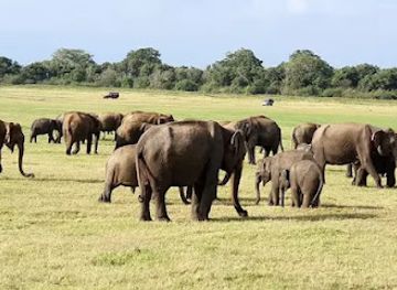 sri-lanka/minneriya-national-park
