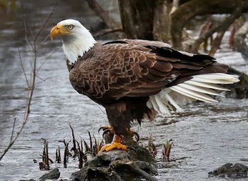 illinois/great-river-road
