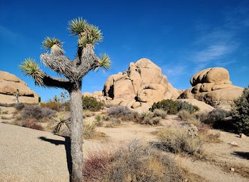 california/joshua-tree-national-park