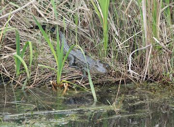 louisiana/sabine-national-wildlife-refuge