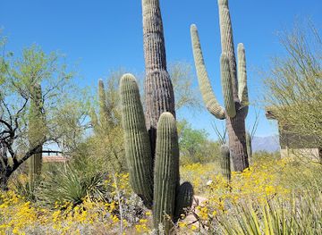 arizona/saguaro-national-park