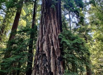 california/redwood-national-and-state-parks