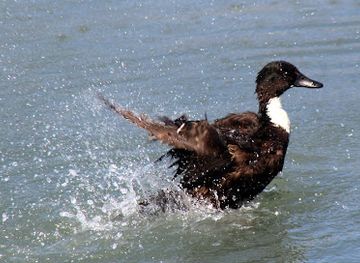 virginia/chincoteague-island