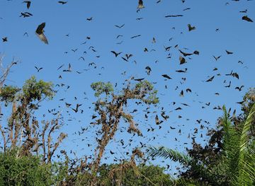 zambia/kasanka-bat-forest