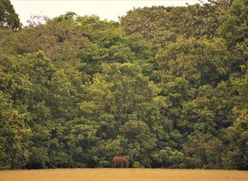 gabon/pikounda-gorilla-camp