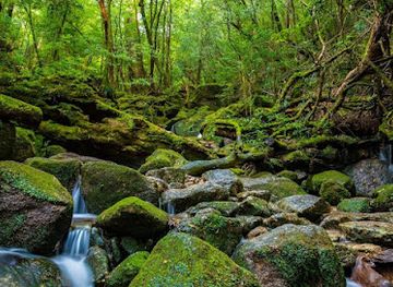 japan/yakushima