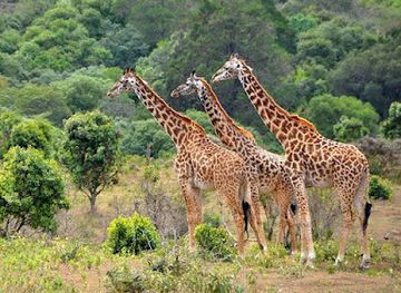 tanzania/lake-manyara-national-park