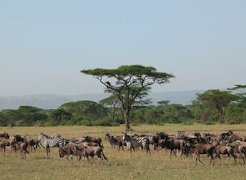 tanzania/serengeti-national-park