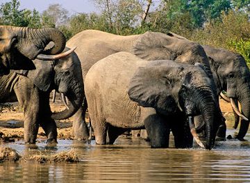 ghana/mole-national-park