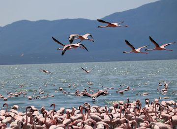 kenya/lake-bogoria